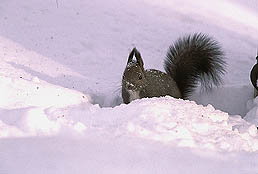 �N���b�N����Ɗg��ʐ^ 