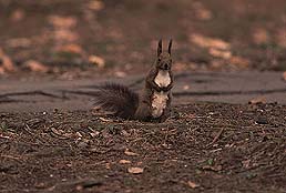 �N���b�N����Ɗg��ʐ^ ��44K