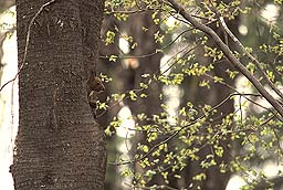 �N���b�N����Ɗg��ʐ^ ��44K