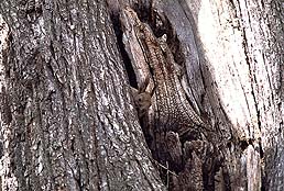 �N���b�N����Ɗg��ʐ^ ��50K