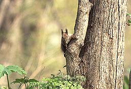 �N���b�N����Ɗg��ʐ^ ��52K