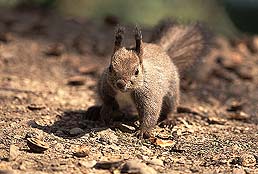 �N���b�N����Ɗg��ʐ^ ��52K