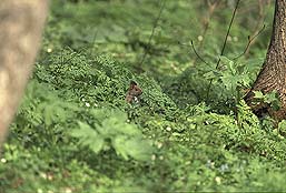 �N���b�N����Ɗg��ʐ^ ��52K