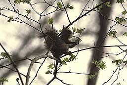 �N���b�N����Ɗg��ʐ^ ��52K