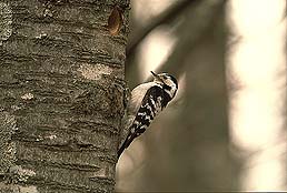 �N���b�N����Ɗg��ʐ^