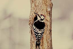 �N���b�N����Ɗg��ʐ^