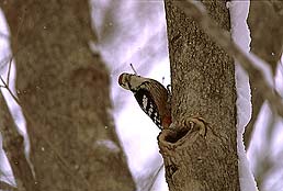 �N���b�N����Ɗg��ʐ^