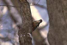 �N���b�N����Ɗg��ʐ^