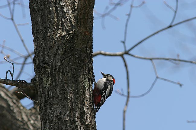 �i���J���~�[���̂������ׂ�ł�