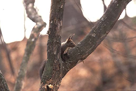 ���������C�����ǂ��`��