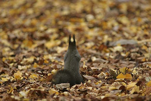 ���D��Y�킹�A���͉����l���Ă��Ȃ��i�΁j