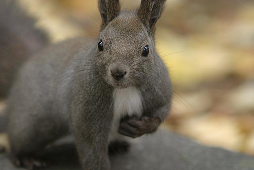 �ǂ���I�@�߂������`�I