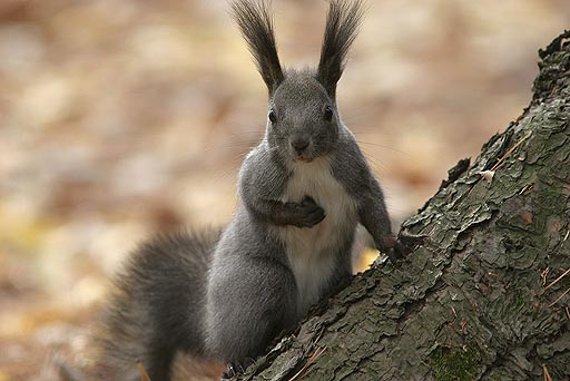 ����A�p����������