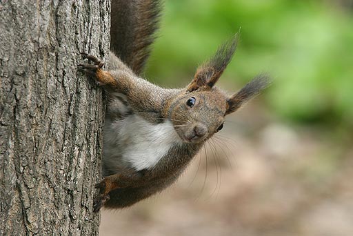 ���߂�ˁ`����Ȋ�ŁB���A�Ėтɒ��ւ����Ȃ́�