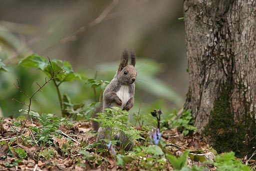 ���H�������ɉ��������邼�I