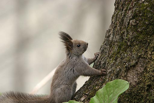 ���X�����˂��B�����|�[�Y����I ���f���݂����i�΁j