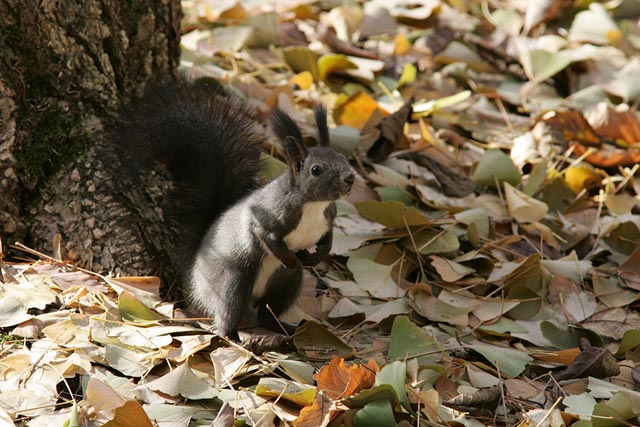 �͂��H�U�ߗl