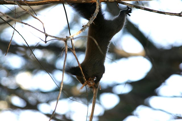 ���L�B�[�I�I