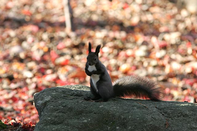 �͂��A������x�|�[�Y�B