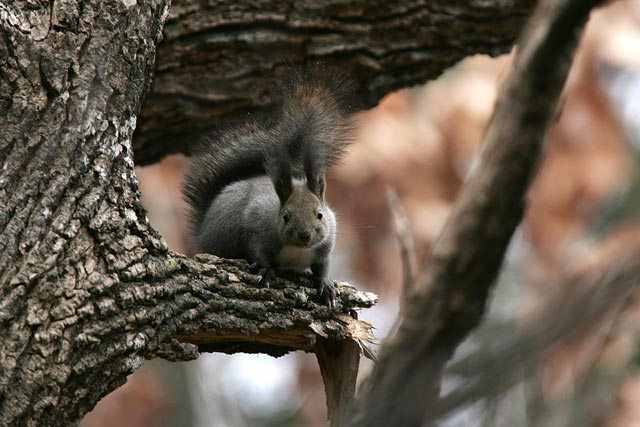 ���y���l�B�悤�₭�C�t�����H�i�΁j