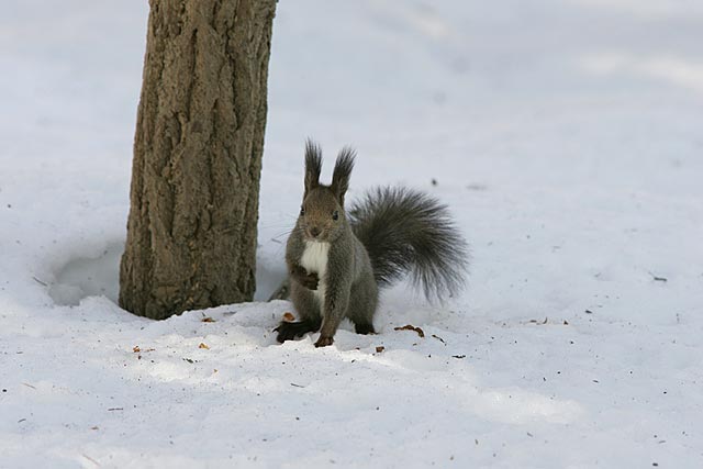 ���I�N�����H���񂽒B�H