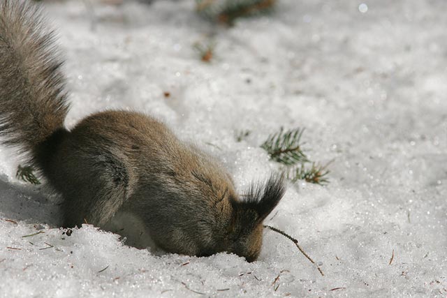 ���̕ӂɁA�N���~�B�����񂾂�E�E�E�����Ȃ�