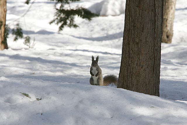 �c�Ⴊ�c�镗�i�ɁA���傱��Ə΂��Ȃ��炽�����ގ҂���i�΁j