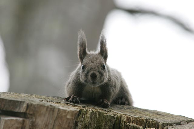 �Ȃ񂩃~�b�L�[����݂����H�i�΁j