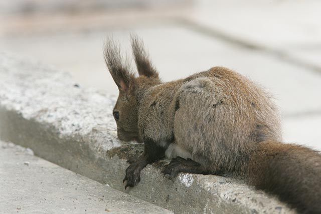 �ӂ����`�Ƃ܂�Ȃ��E�E�E