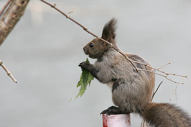 �i�F�𒭂߂Ȃ���E�E�E�ō����˂��I