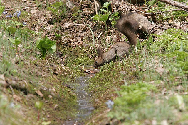 �₽���ăI�C�V�C���