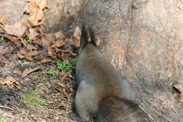 ���̃��R���R���܂�܂���I�I