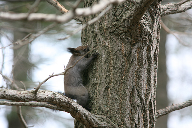 �O�C�O�C�I���������d���A�J���C�C�ł��B