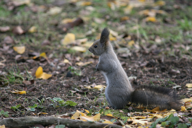 �L�����L�����B�ُ�Ȃ��I