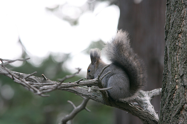 �M�M�M�M�M�M�M�M�E�E�E�E�i���Ŗ؂̎���ꖂ鉹�j