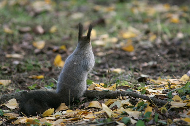 �Ƃ̃E�T�M�݂���