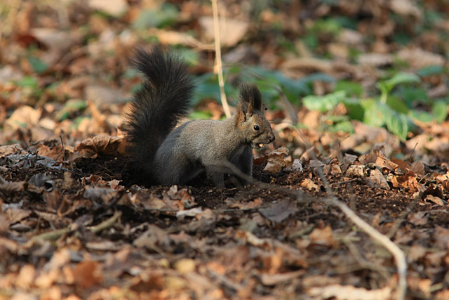 ���̕ӂɖ��߂悤���ȁ�