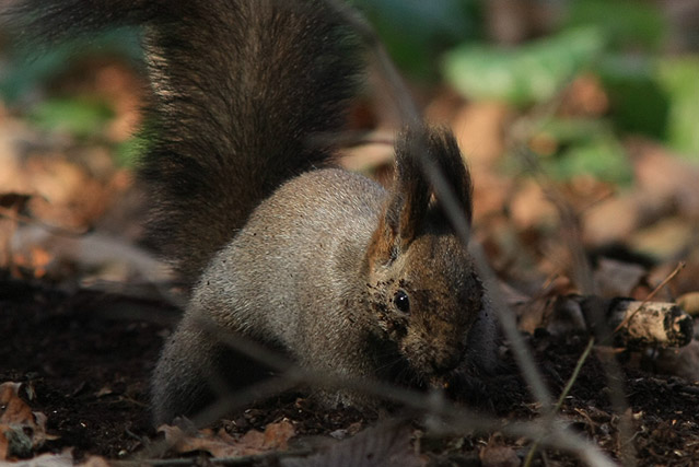 ���񂵂�I���񂵂�I�@���āI�@���āI��͓D���炯(*^�B^*)