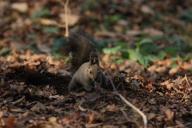 ��Ńy�V�y�V�I�ǂ��A����߂��B