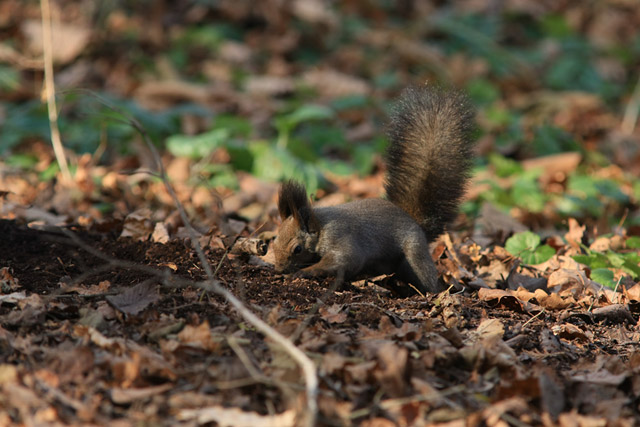 ���͂��̕ӂɂ��悤���ȁE�E�E