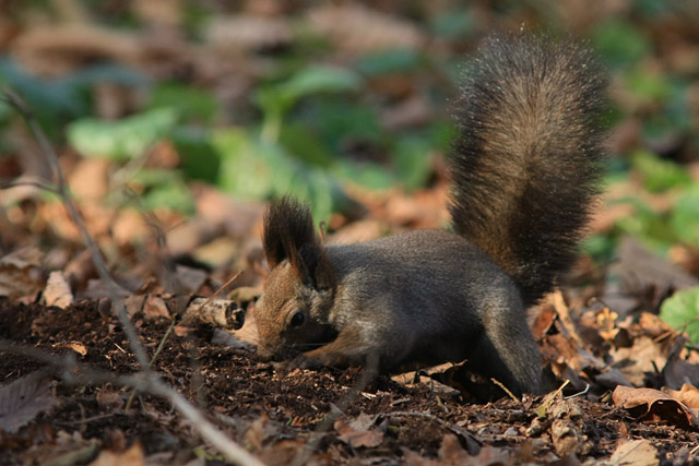 ���͂��̕ӂɂ��悤���ȁE�E�E