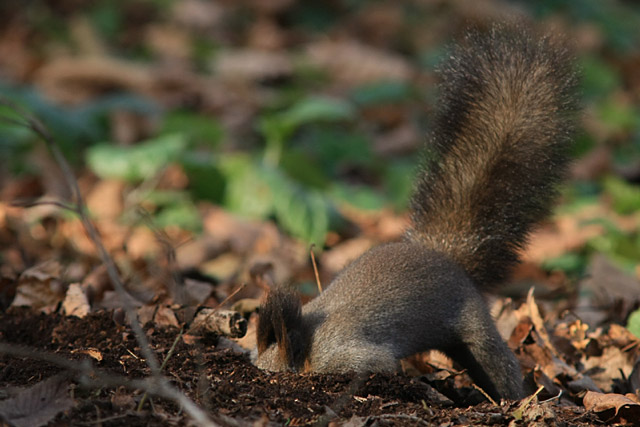 �悢����I�O�C�O�C�b�O�C�b�I