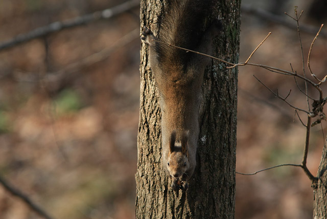 �A�N���o�b�g�I