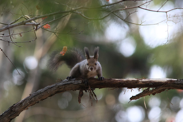 ����ɂ��́B�ǂ����痈���́H