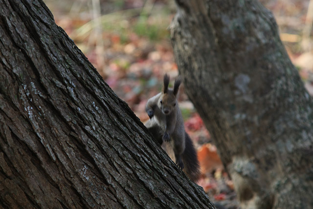 �Ȃ����_�b�V���I