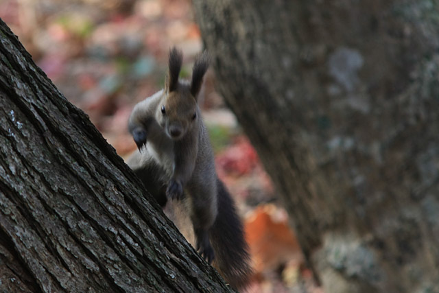 �Ȃ����_�b�V���I