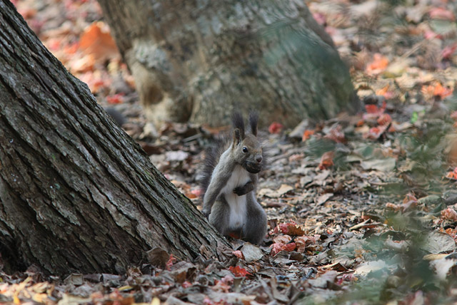 �������Ȃ��U��Ԃ�I���������Ɏ�I(*^�B^*)