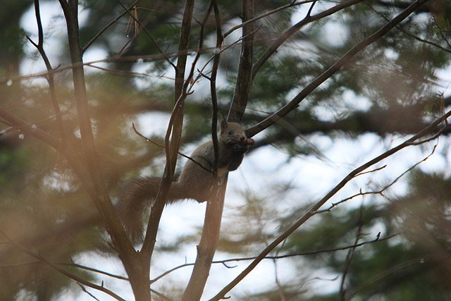 ���O���O�B�������ς��ɖj����܂��B