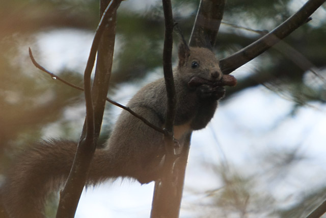 ���O���O�B�������ς��ɖj����܂��B