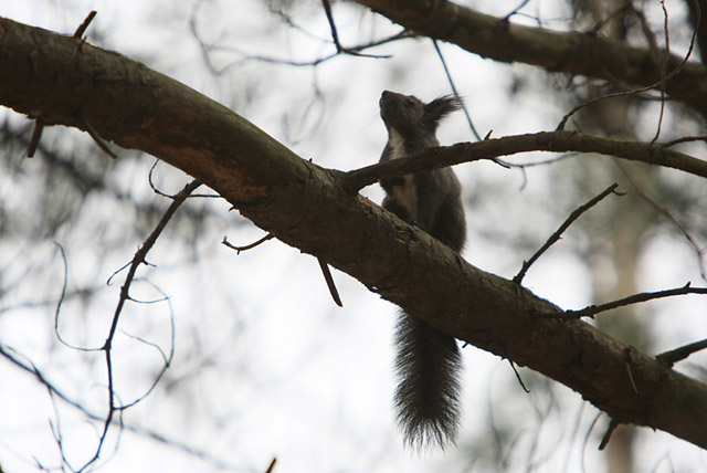 �H�̋�͍����ȁE�E�E���Ďv���Ă�킯�Ȃ����I